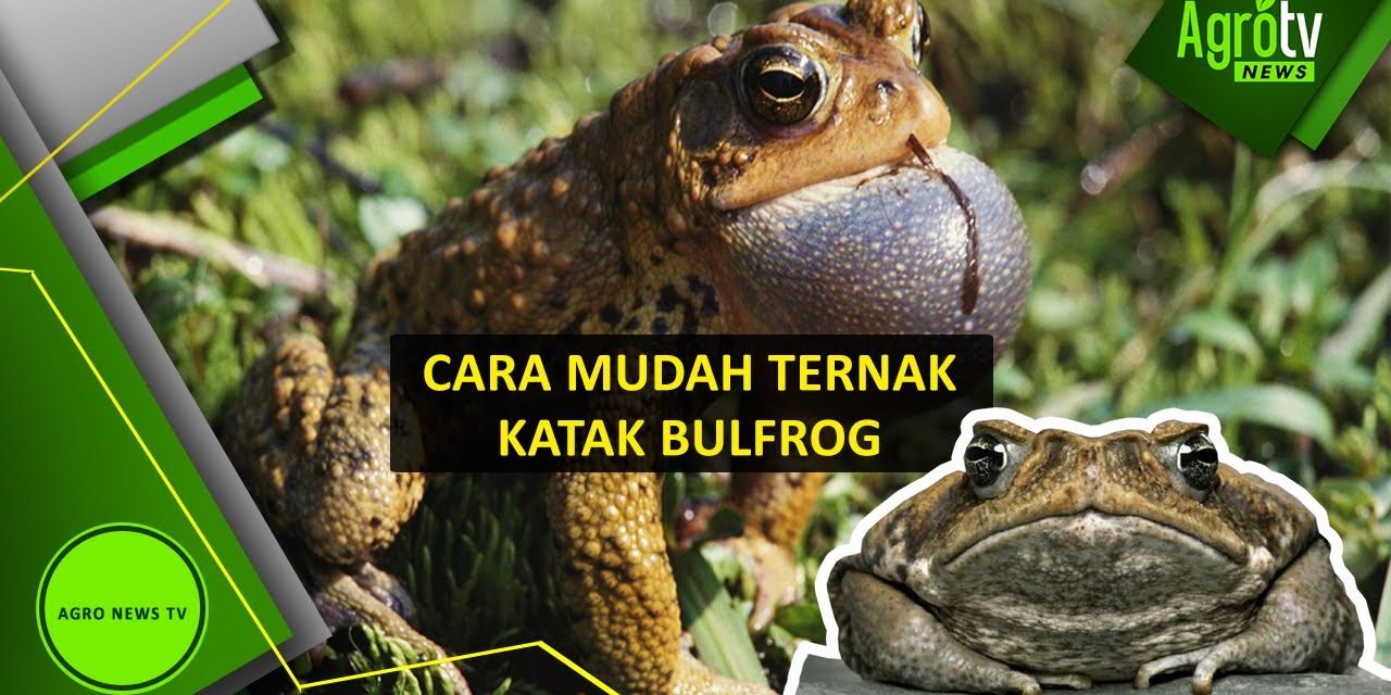 Bisnis Ternak Bullfrog Ternyata Memiliki Nilai Ekonomi Yang Tinggi