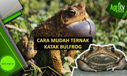 Bisnis Ternak Bullfrog Ternyata Memiliki Nilai Ekonomi Yang Tinggi