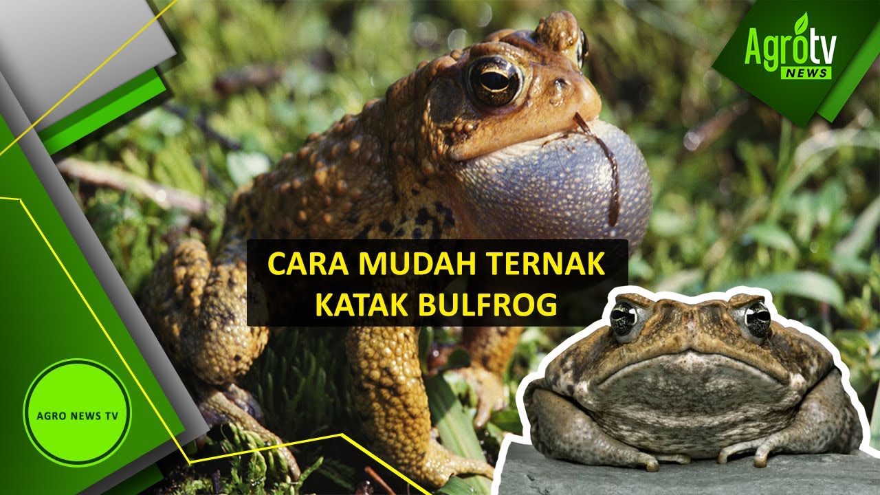 Bisnis Ternak Bullfrog