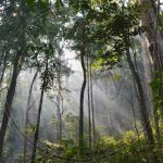 Taman Nasional Khao Yai Miliki Kekuatan Magis Karena Keindahan