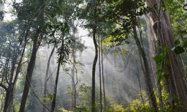Taman Nasional Khao Yai Miliki Kekuatan Magis Karena Keindahan