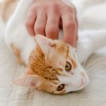 Tips Menyenangkan Kucing Untuk Mendapatkan Hatinya,Yuk Liat
