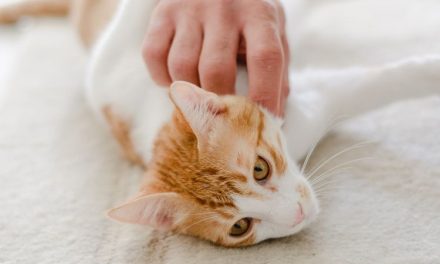 Tips Menyenangkan Kucing Untuk Mendapatkan Hatinya,Yuk Liat