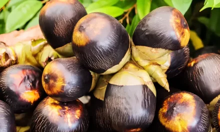 Buah Siwalan Kini Efektif Menyegarkan Dan Menghidrasi Tubuh