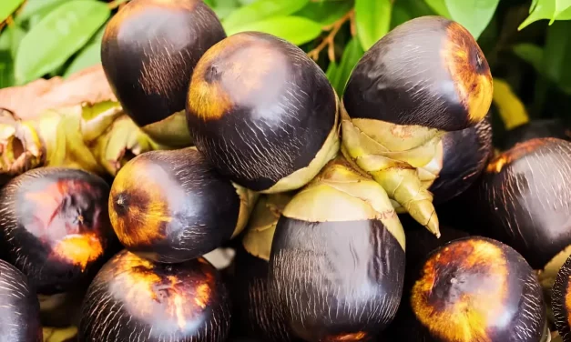 Buah Siwalan Kini Efektif Menyegarkan Dan Menghidrasi Tubuh