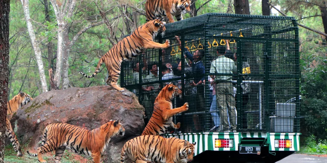 Investigasi Dugaan Penyiksaan Di Lingkungan Taman Safari