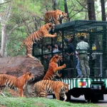 Investigasi Dugaan Penyiksaan Di Lingkungan Taman Safari