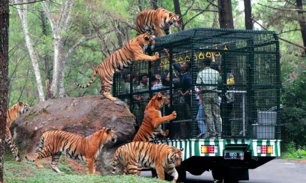 Investigasi Dugaan Penyiksaan Di Lingkungan Taman Safari
