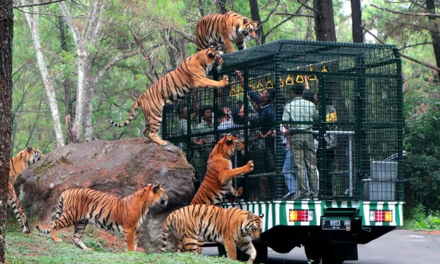 Investigasi Dugaan Penyiksaan Di Lingkungan Taman Safari