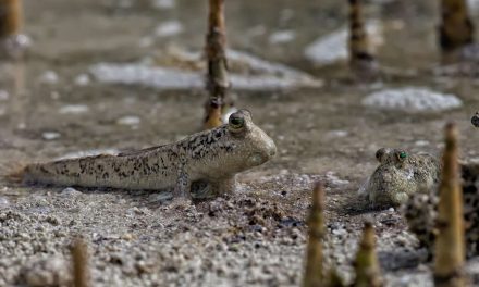 Keunikan Ikan Tembakul: Spesies Amfibi Yang Hidup Di Dua Dunia