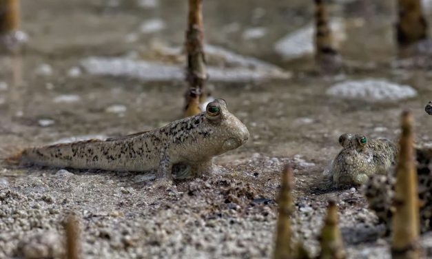 Keunikan Ikan Tembakul: Spesies Amfibi Yang Hidup Di Dua Dunia