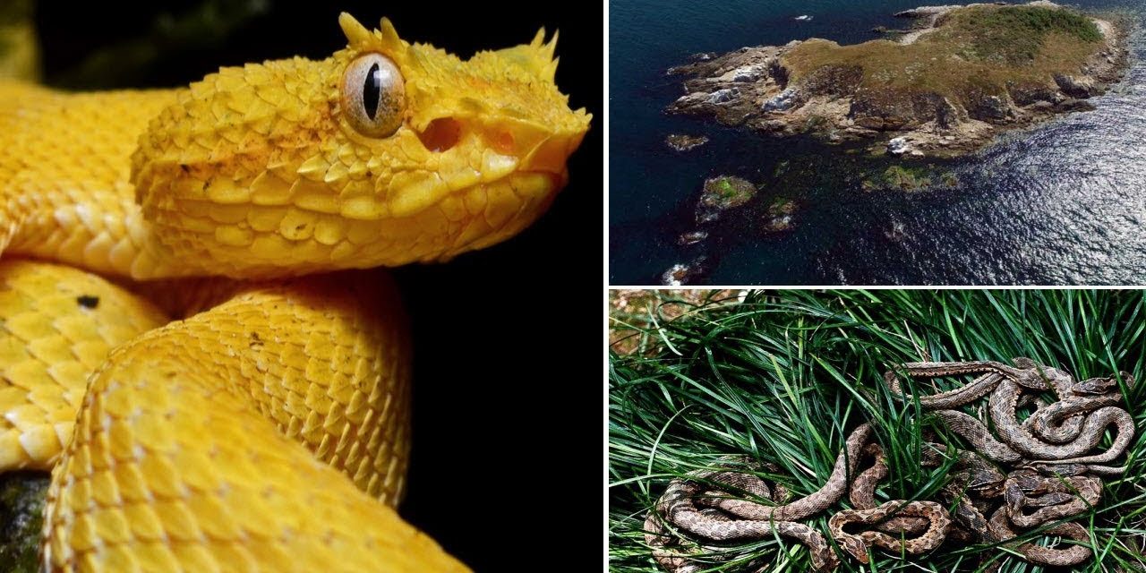 Fakta Unik Golden Lancehead Spesies Yang Sangat Mematikan