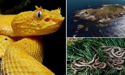 Fakta Unik Golden Lancehead Spesies Yang Sangat Mematikan