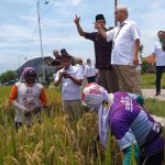 Hasil Pertanian: Strategi Penyerapan dan Ketahanan Pangan