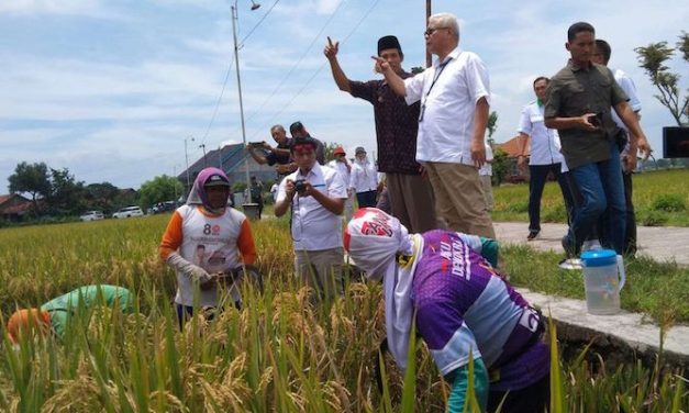 Hasil Pertanian: Strategi Penyerapan dan Ketahanan Pangan