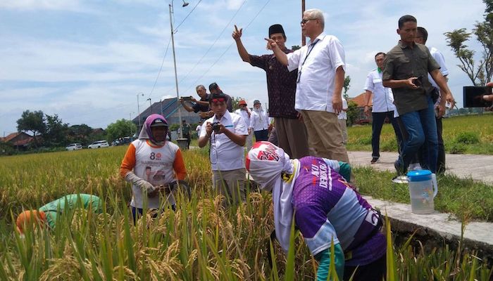 Hasil Pertanian: Strategi Penyerapan dan Ketahanan Pangan