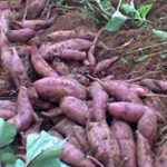 Tanaman Tanah Ubi Yang Banyak Di Olah