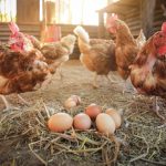 Usaha Ayam Petelur Bisa Untung Banyak Dalam Waktu Singkat