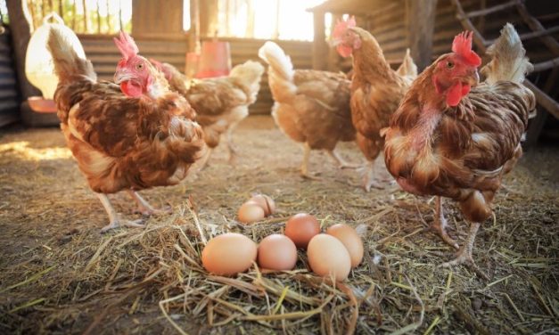 Usaha Ayam Petelur Bisa Untung Banyak Dalam Waktu Singkat